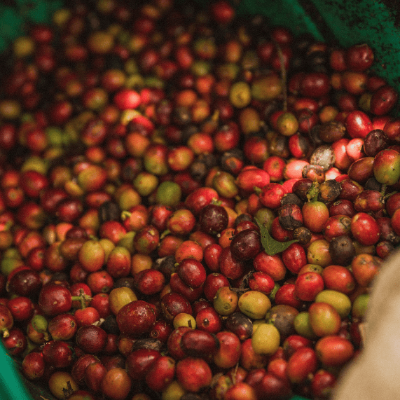 Máy xay cà phê công nghiệp