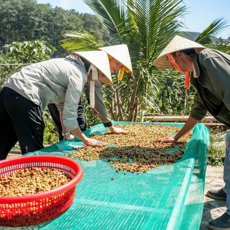 Drying honey-processed Robusta