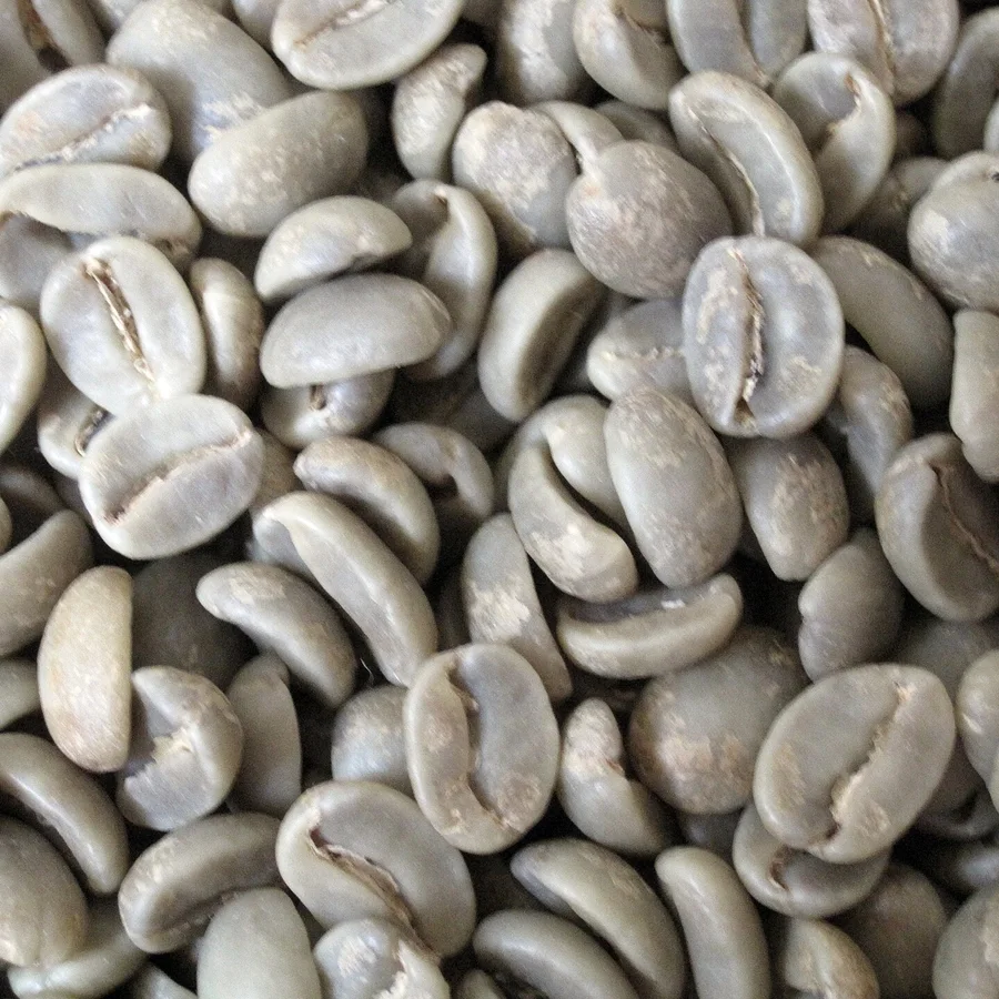 Robusta S18