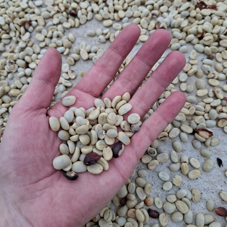 Natural Robusta