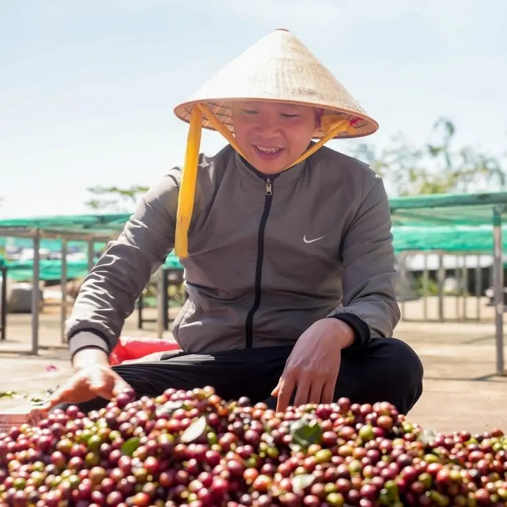 Picking ripe cherries