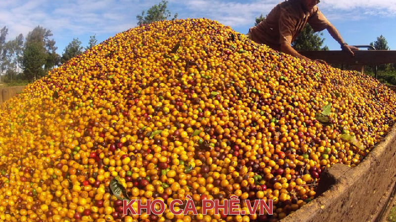 Làm Khô Cà Phê Và Tổng Quan Về Quá Trình Phơi...