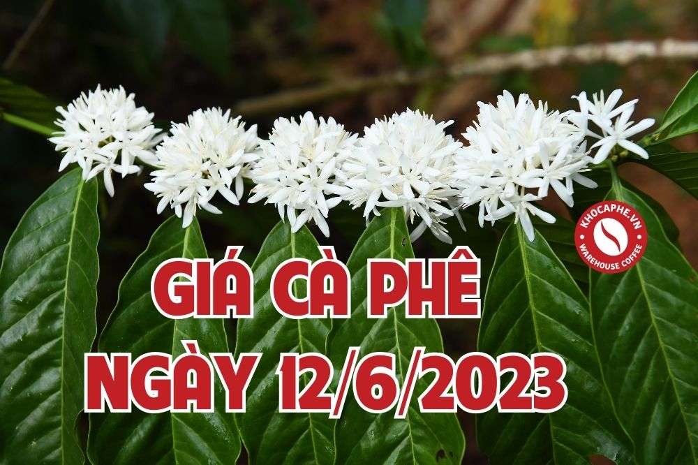 Cập nhật giá cà phê ngày 12/6/2023 - Tăng nhẹ...