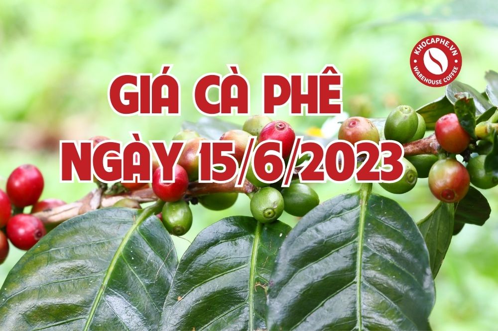 Cập nhật giá cà phê hôm nay ngày 15/6/2023 giá...