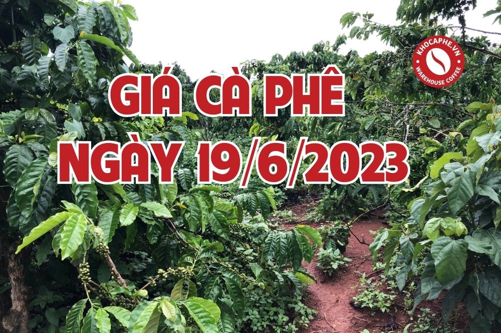 Cập nhật giá cà phê ngày 12/6/2023 - Tăng nhẹ...