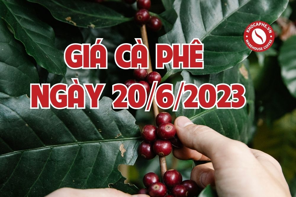 Cập nhật giá cà phê hôm nay ngày 20/6/2023 vượt...